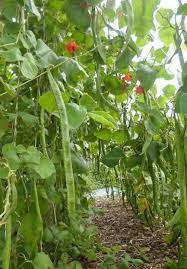 Scarlet Emperor, Runner Bean