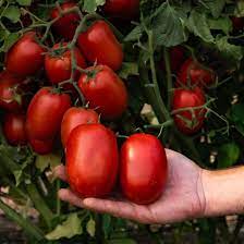Burpee 'Gladiator' Roma Tomato Seeds