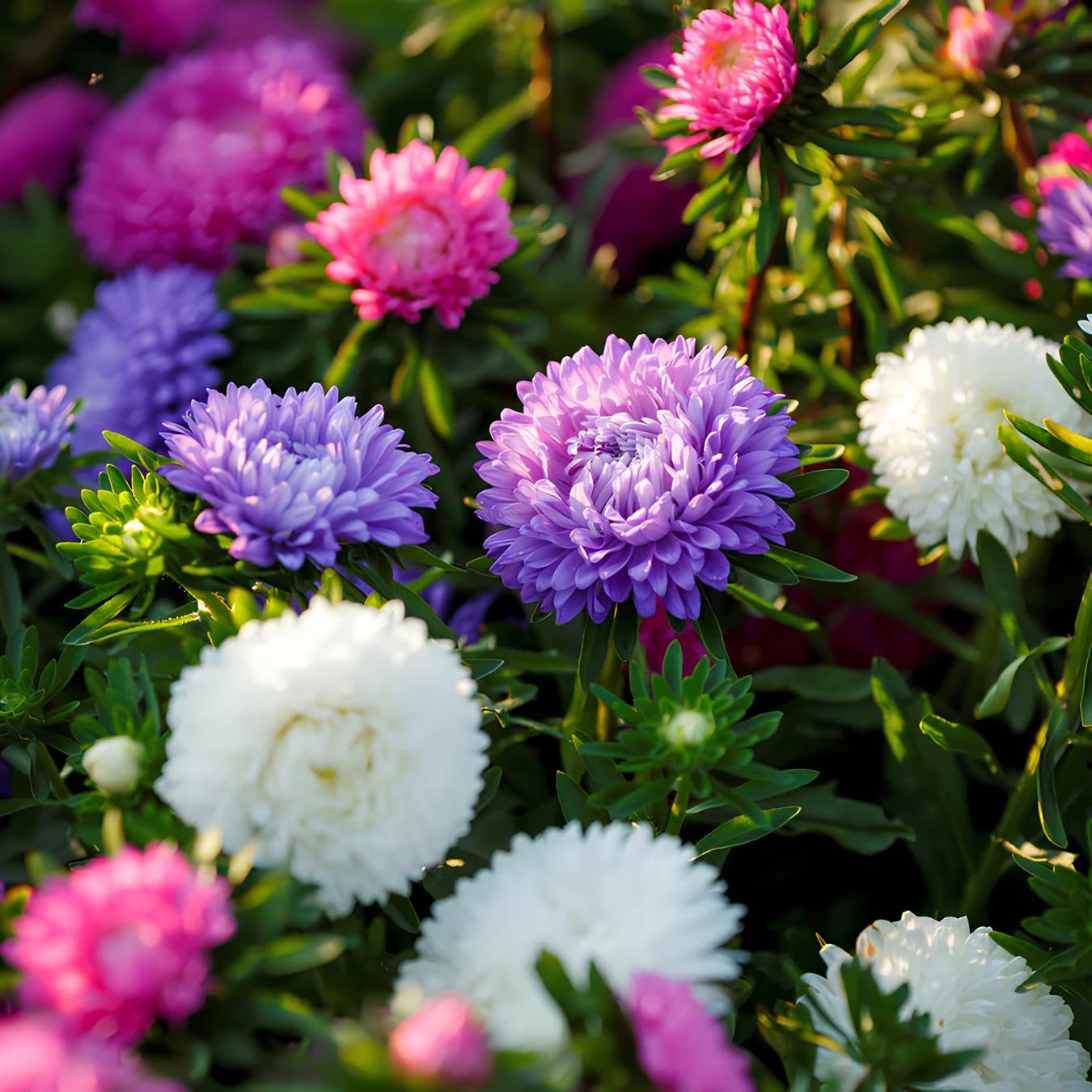 Planting Aster Flower Seeds for Stunning Perennial Blooms