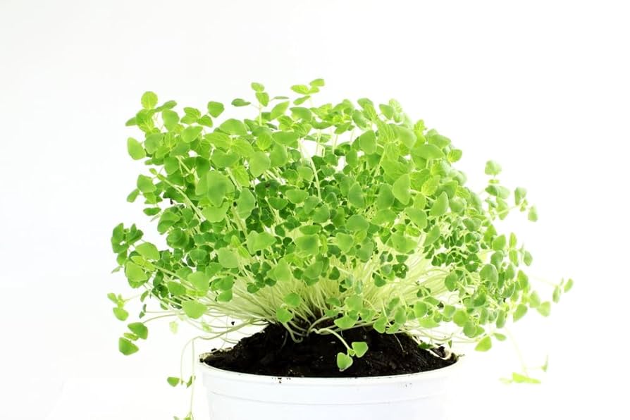 Semi di Rucola Microgreens – Sacchetto richiudibile sfuso da 1 LB