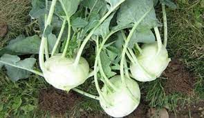 Early White Vienna Kohlrabi Seeds