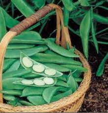 Henderson Lima Bean Seed