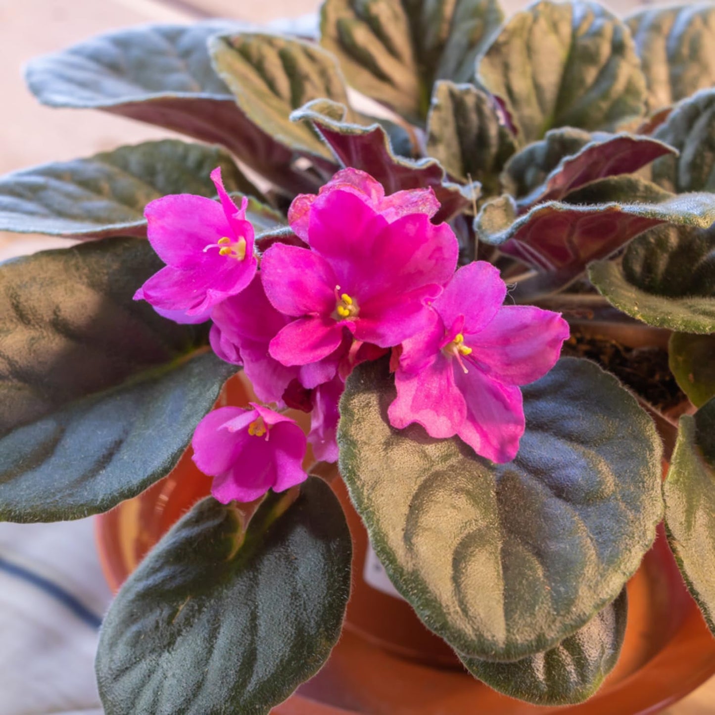 African Violet Flower Seeds Light Pink Flower seeds for Planting - Colorful Display, Heirloom & GMO Free Seeds for Home Garden