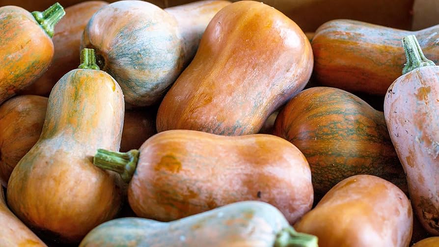 Semi di zucca Honeynut
