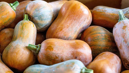 Semi di zucca Honeynut