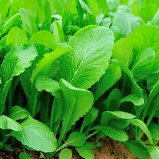 Florida Broadleaf Mustard Seeds