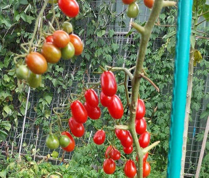 Baby Roma (Cherry Roma) Tomato Seeds