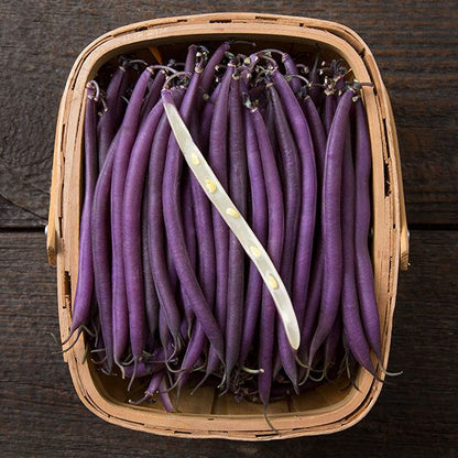 Graines de haricot buisson Purple Queen