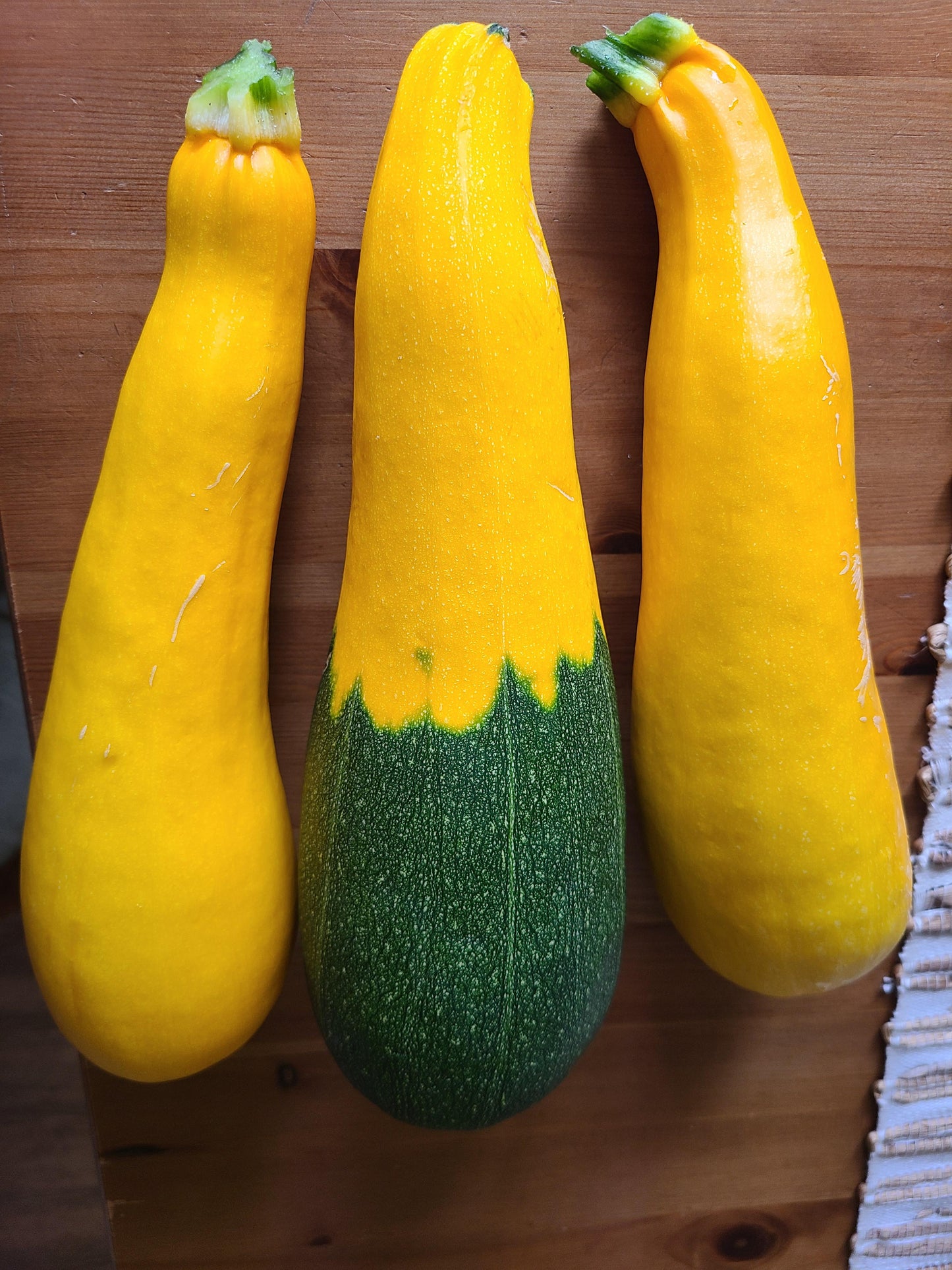 "Survival Garden Zucchini & Squash Seed Vault