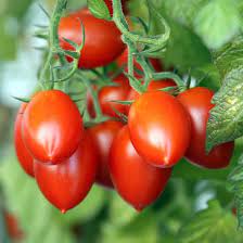 Bio Roma Tomatensamen