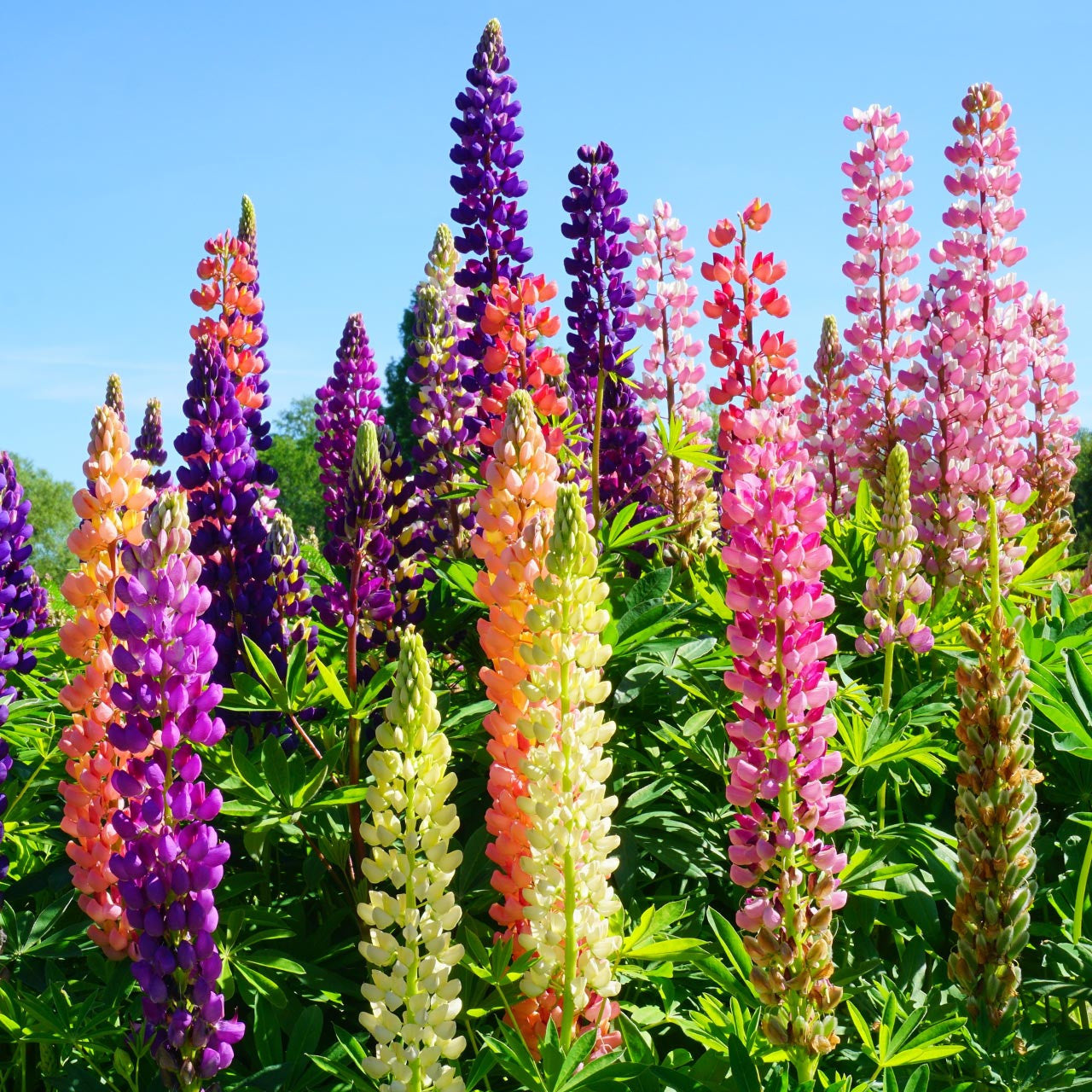 Lupine Wildflower Seeds