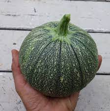 丸ズッキーニの種