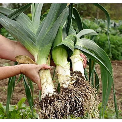 American Flag Leek Seeds