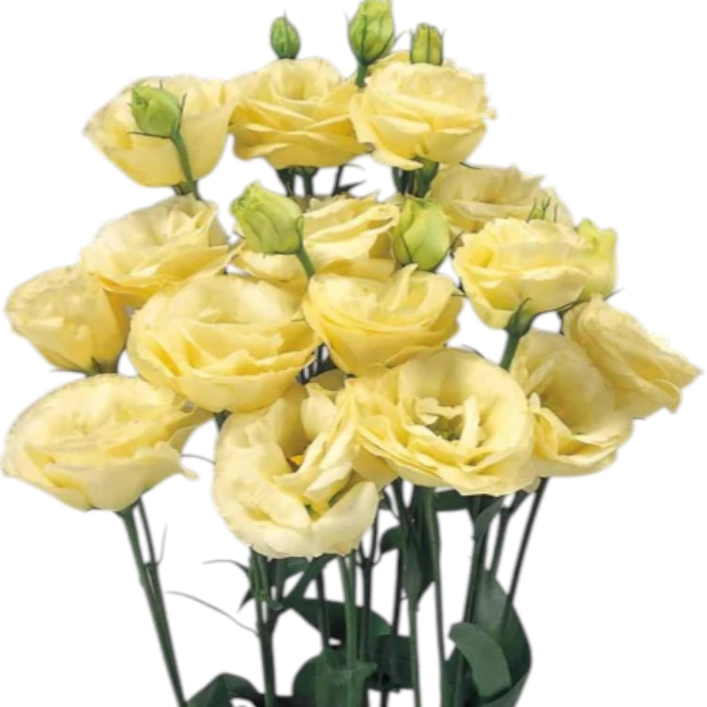 Yellow Lisianthus Flower seeds for Planting - Cottage Garden Essential, Heirloom & GMO Free Seeds for Home Garden