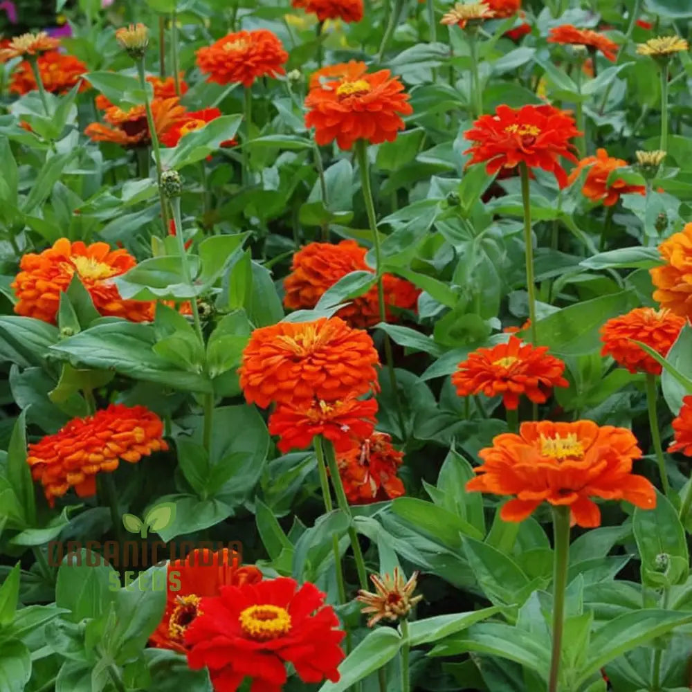 Zinnia Elegans Orange Seeds