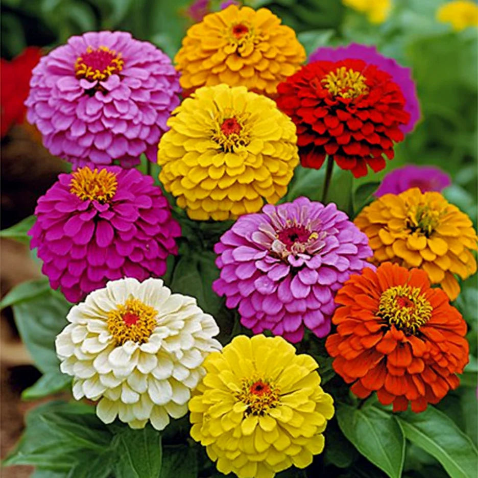 California Giant Zinnia Seeds