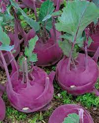 Organic Purple Vienna Kohlrabi Seeds
