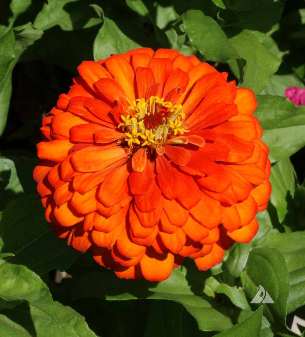 Zinnia Elegans 'Orange seeds