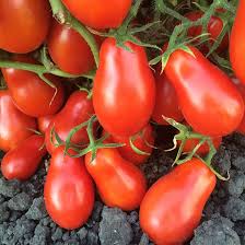 Semi di pomodoro Roma di Martino