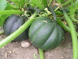 Graines de courge gland Table Queen