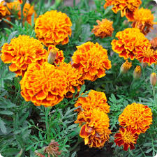 Heirloom French Marigold Seeds