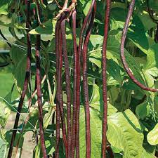 Red Noodle Asparagus Bean Seeds