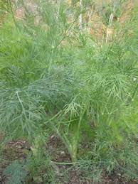Dill Bouquet Seeds