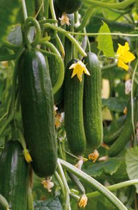 Beit Alpha Cucumber Seeds
