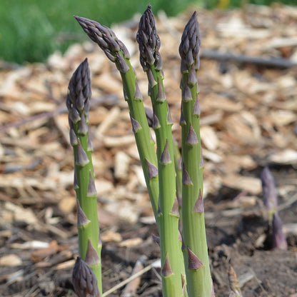 "Bulk Mary Washington Asparagus Seeds