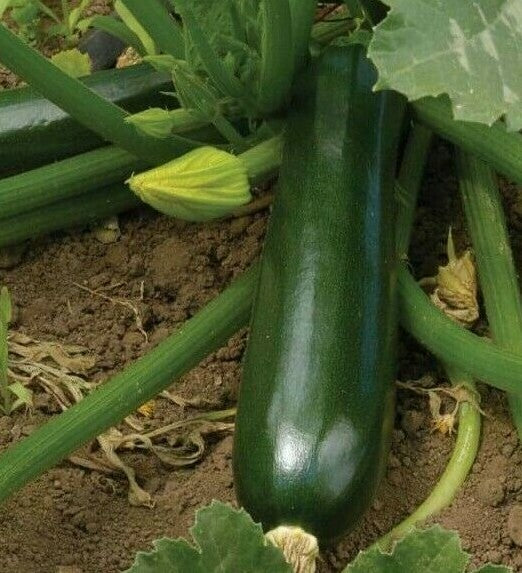 Beauty Zucchini Samen Nicht-GVO Erbstück Sommerkürbis für Hausgärten