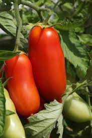 Überlebensgarten Paste Tomatensamen Sammlung