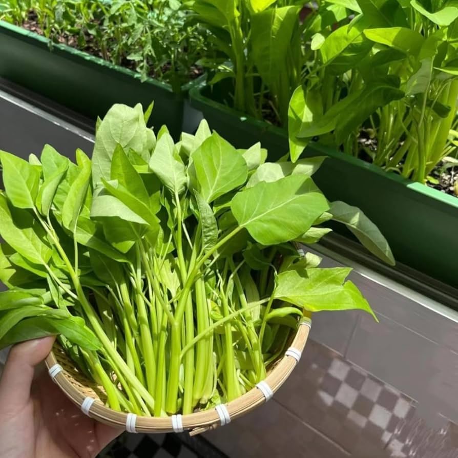 Kong Xin Cai (Kangkong) Water Spinach Seeds