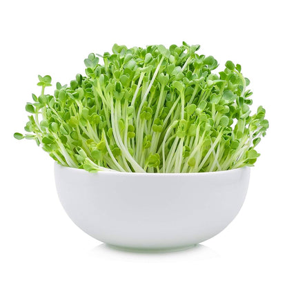 Semi di rucola per germogliamento