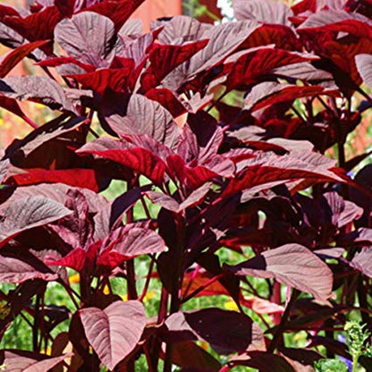 Red Spinach Seeds