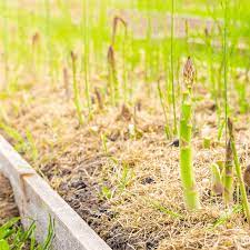 Semi di asparagi biologici Mary Washington