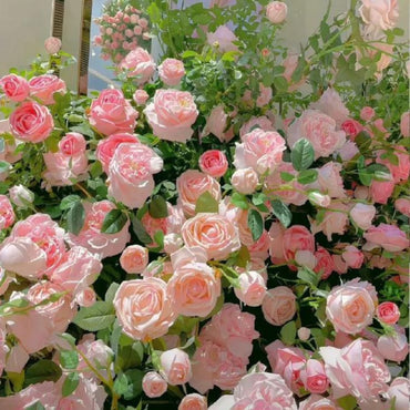 Pink Rose Flower Seeds
