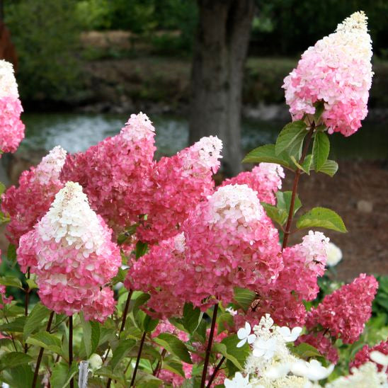 Strawberry Hydrangea Flower Seeds