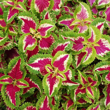 King Kong Coleus (Solenostemon scutellarioides) Plant Seeds for Planting – Heirloom, Non-GMO, Easy to Grow
