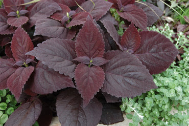 Dark Chocolate Coleus Plant Seeds for Planting – Heirloom, Non-GMO, Easy to Grow, Foliage Plant