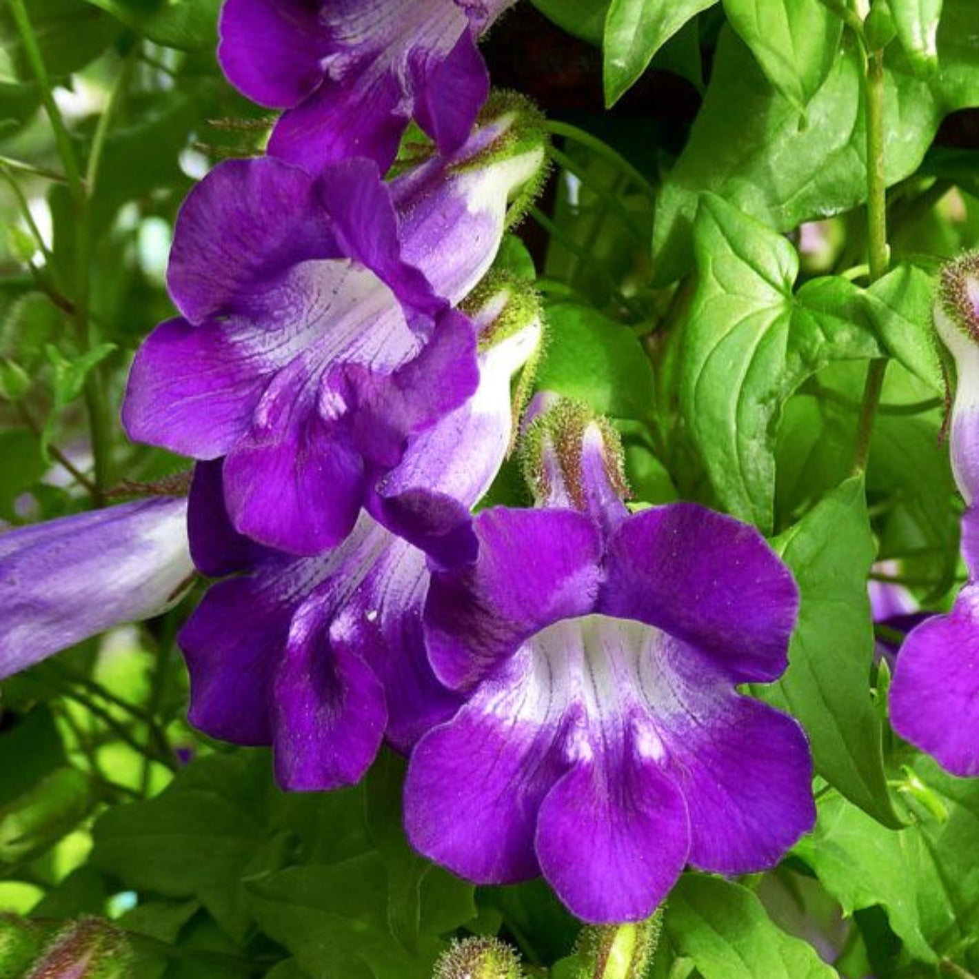 Asarina Scandens 'Joan Lorraine' Flower Seeds