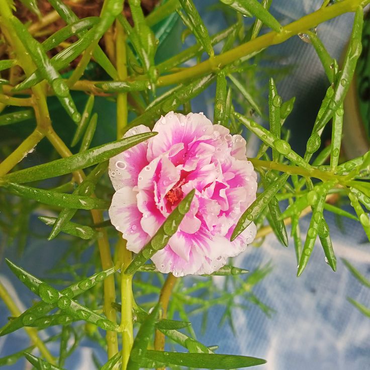 Weiße rosa Moos-Rosenblumensamen zum Pflanzen – Perfekt für Beete, Erbstück- und gentechnikfreie Samen für den Hausgarten

Verkauf