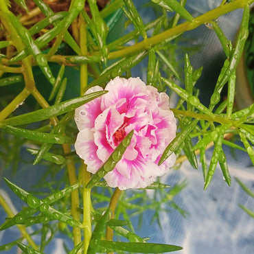 Weiße rosa Moos-Rosenblumensamen zum Pflanzen – Perfekt für Beete, Erbstück- und gentechnikfreie Samen für den Hausgarten

Verkauf