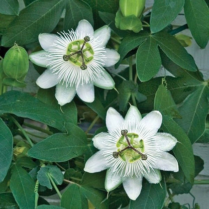 Weiße Passionsblumen-Samen zum Pflanzen – Robuste Sorte, Erbstück- und GVO-freie Samen für den Hausgarten