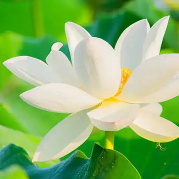 Semi di Fiore di Loto Bonsai a Bocca Aperta