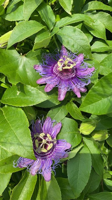 Purple Grandilla Passion Flower Seeds