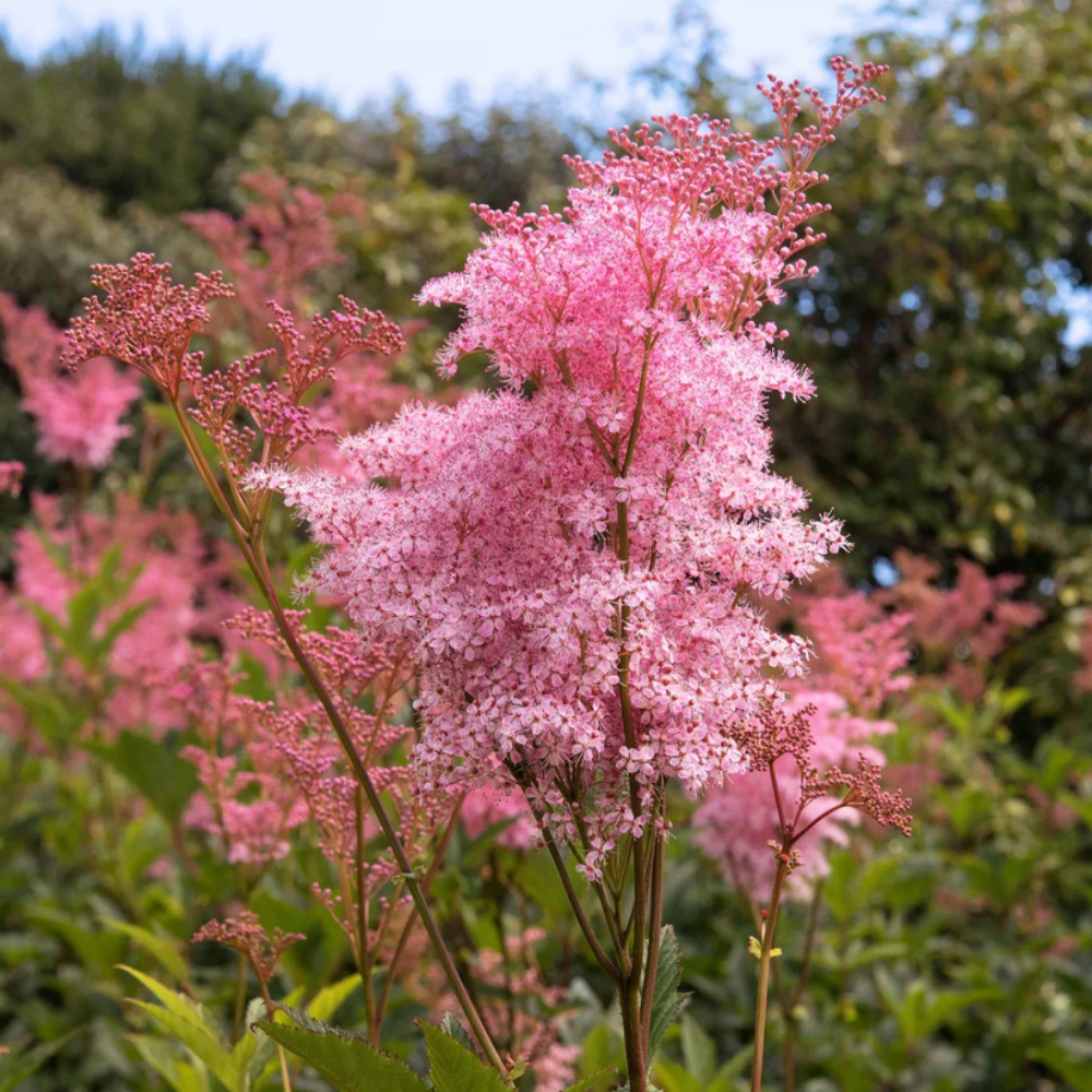 Queen of The Prairie Flower Seeds
