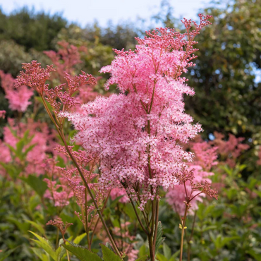 Queen of The Prairie Flower Seeds