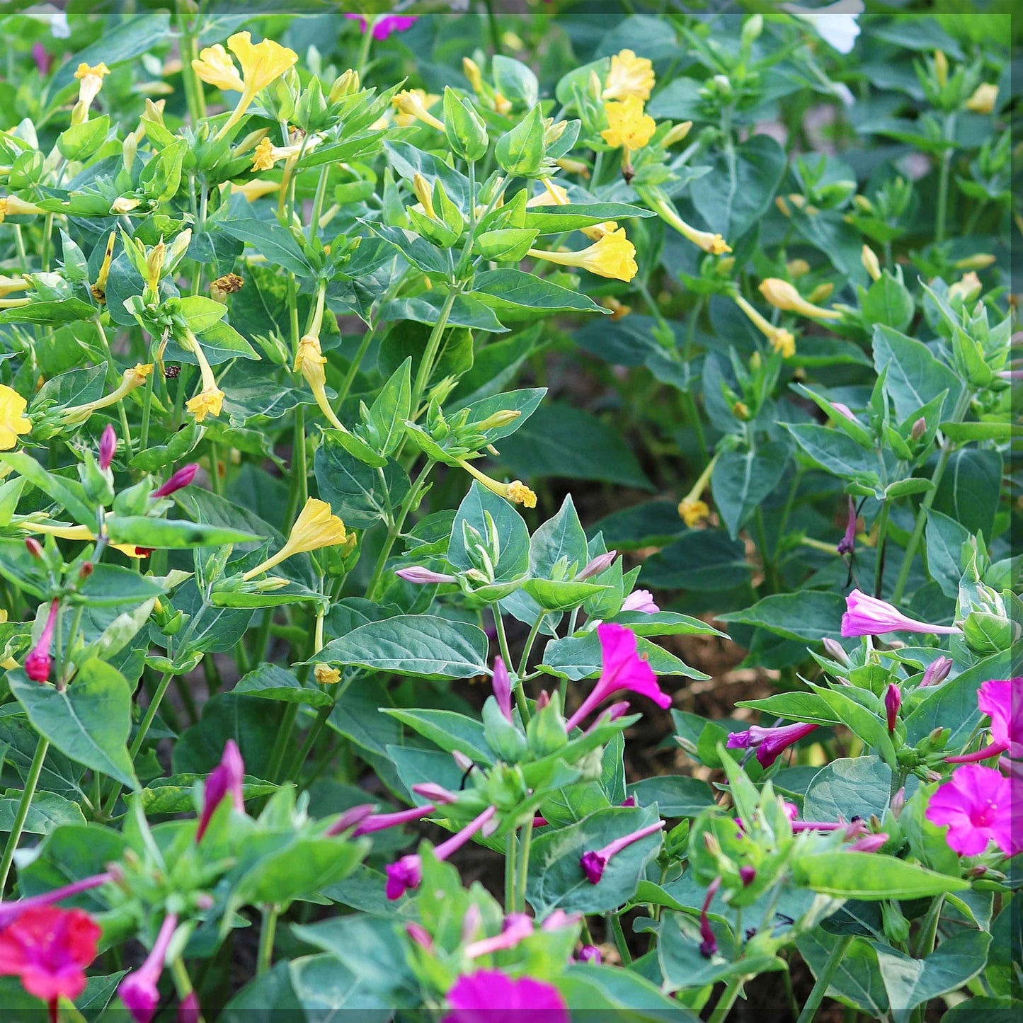 Marvel of Peru Flower Seeds