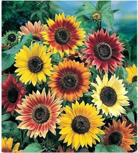 Sunflower Seeds Mix colors
