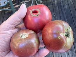Graines de tomate Cherokee Purple